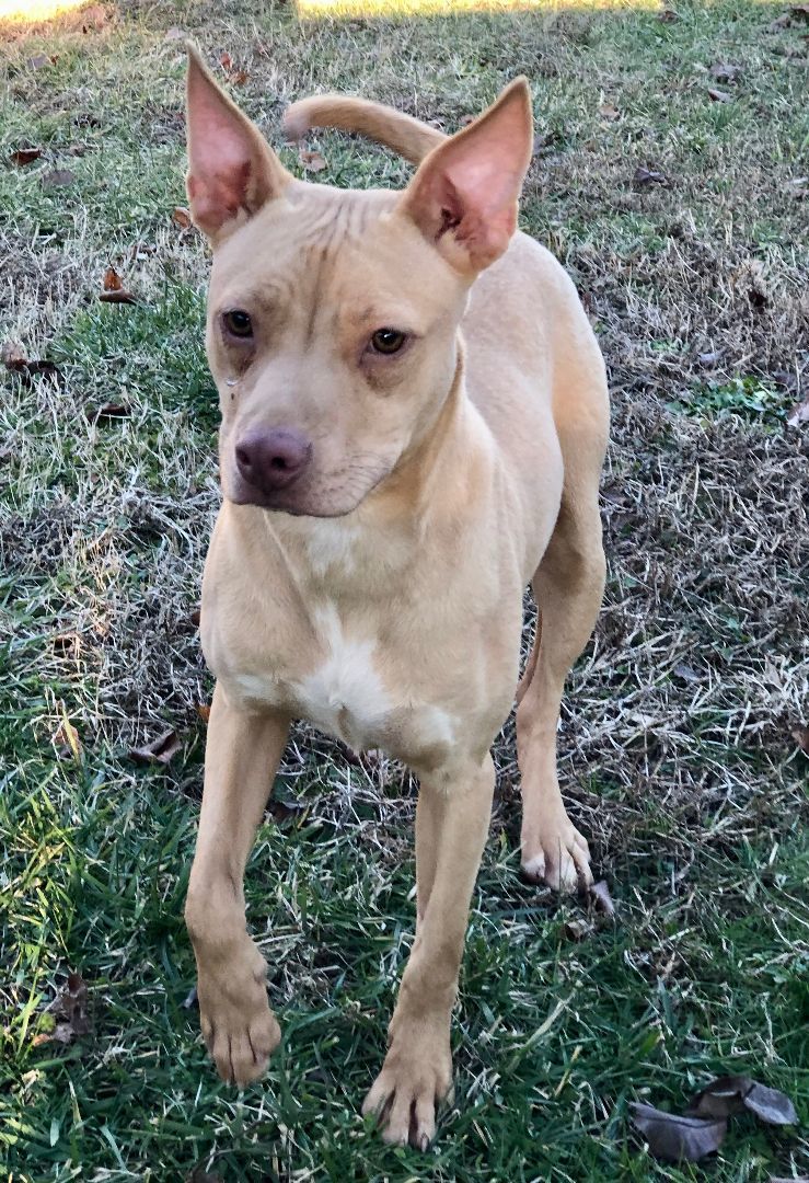 Honey, a Adoptable mixed breed in Sautee Nacoochee, GA image 2/6