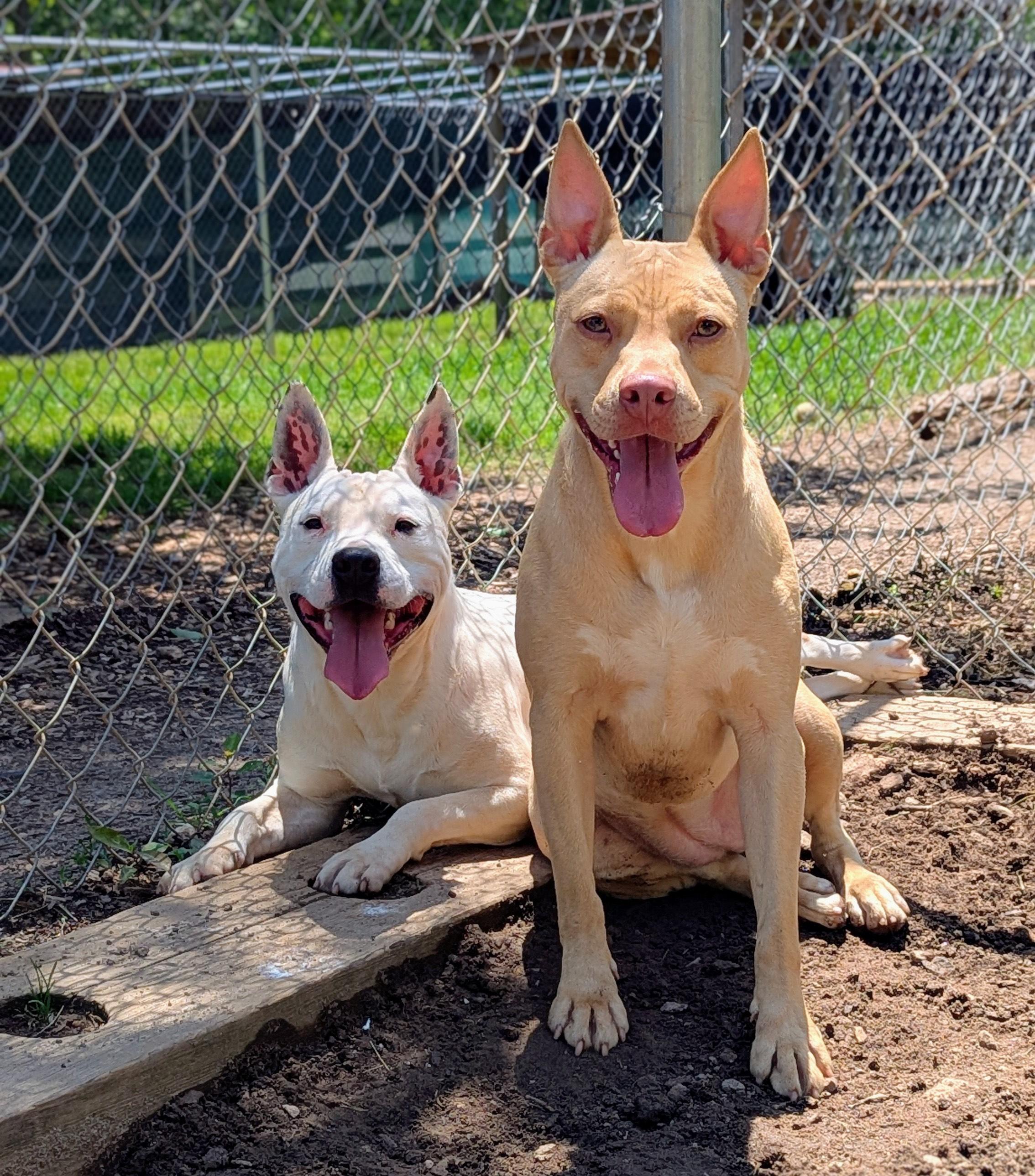 Honey, a Adoptable mixed breed in Sautee Nacoochee, GA image 6/6