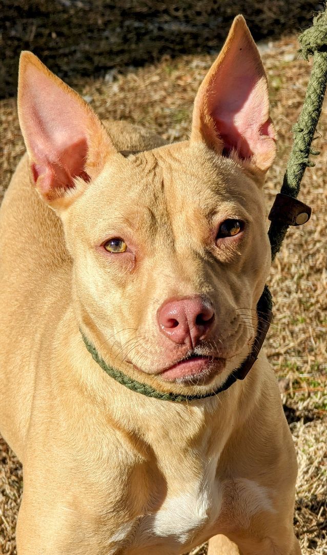 Honey, a Adoptable mixed breed in Sautee Nacoochee, GA image 3/6