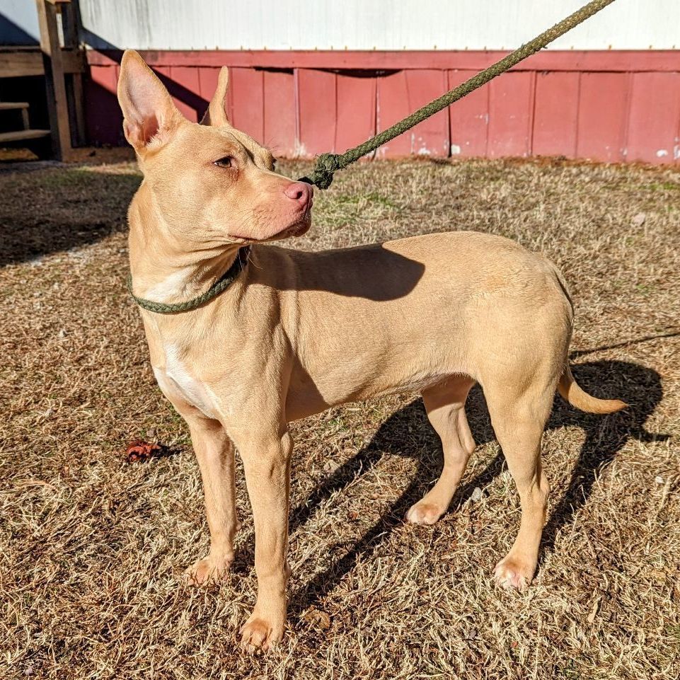 Honey, a Adoptable mixed breed in Sautee Nacoochee, GA image 4/6