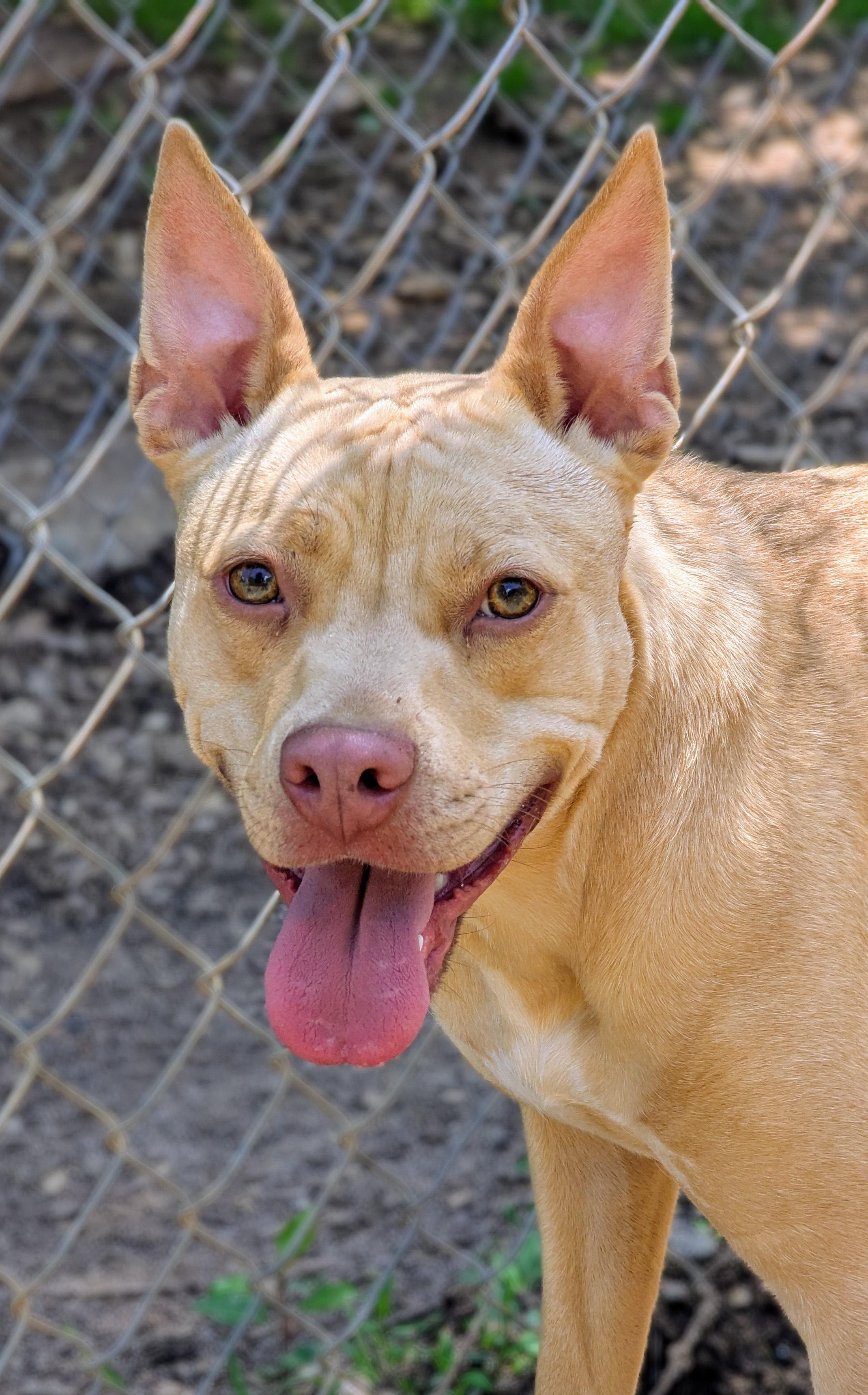 Honey, Adoptable, Young Female Boston Terrier & Jack Russell Terrier.