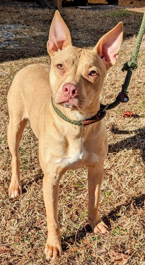 Honey, a Adoptable mixed breed in Sautee Nacoochee, GA image 5/6