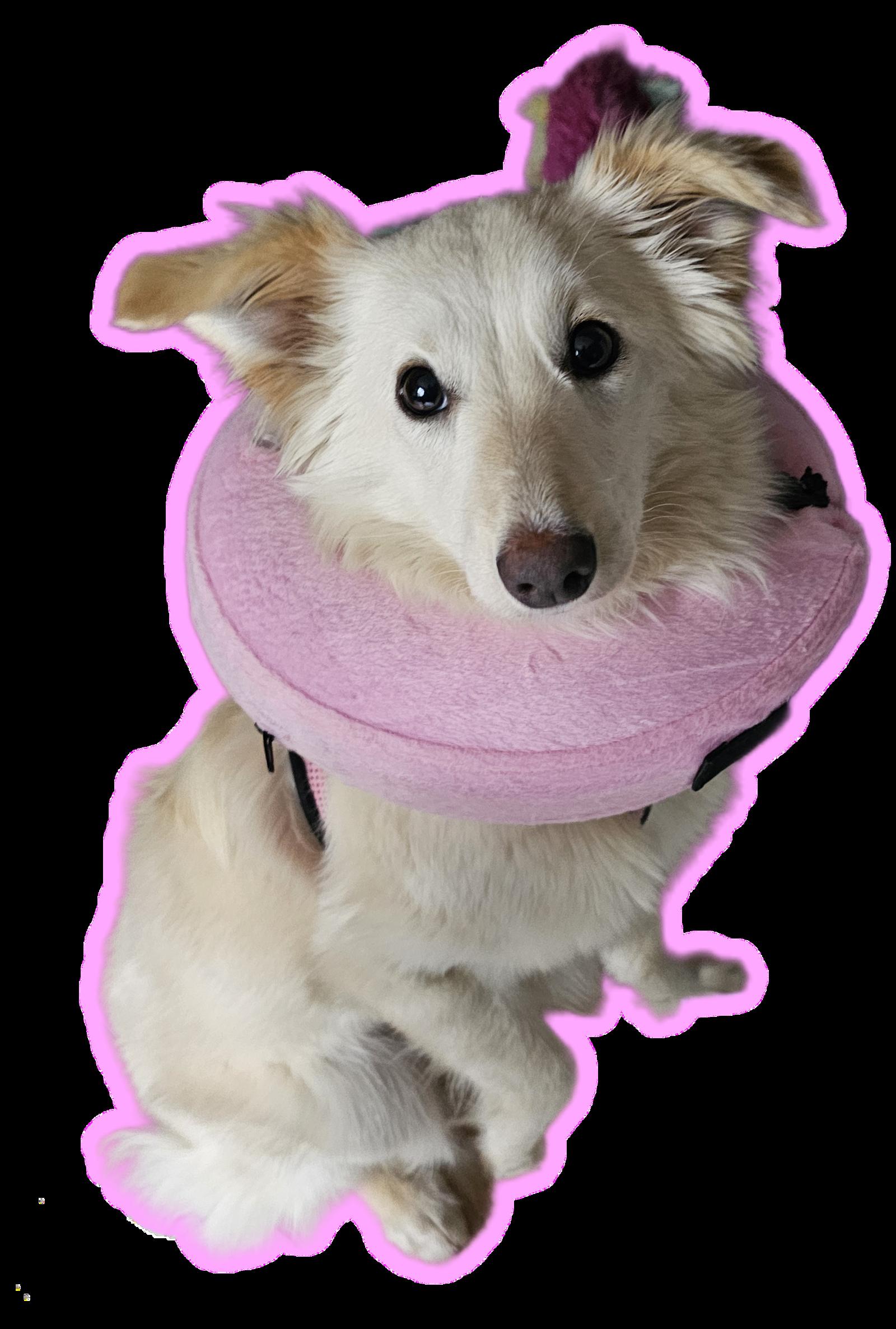 Enlarge SOFIA, a Adoptable mixed breed in Jackson, NJ image 1/2