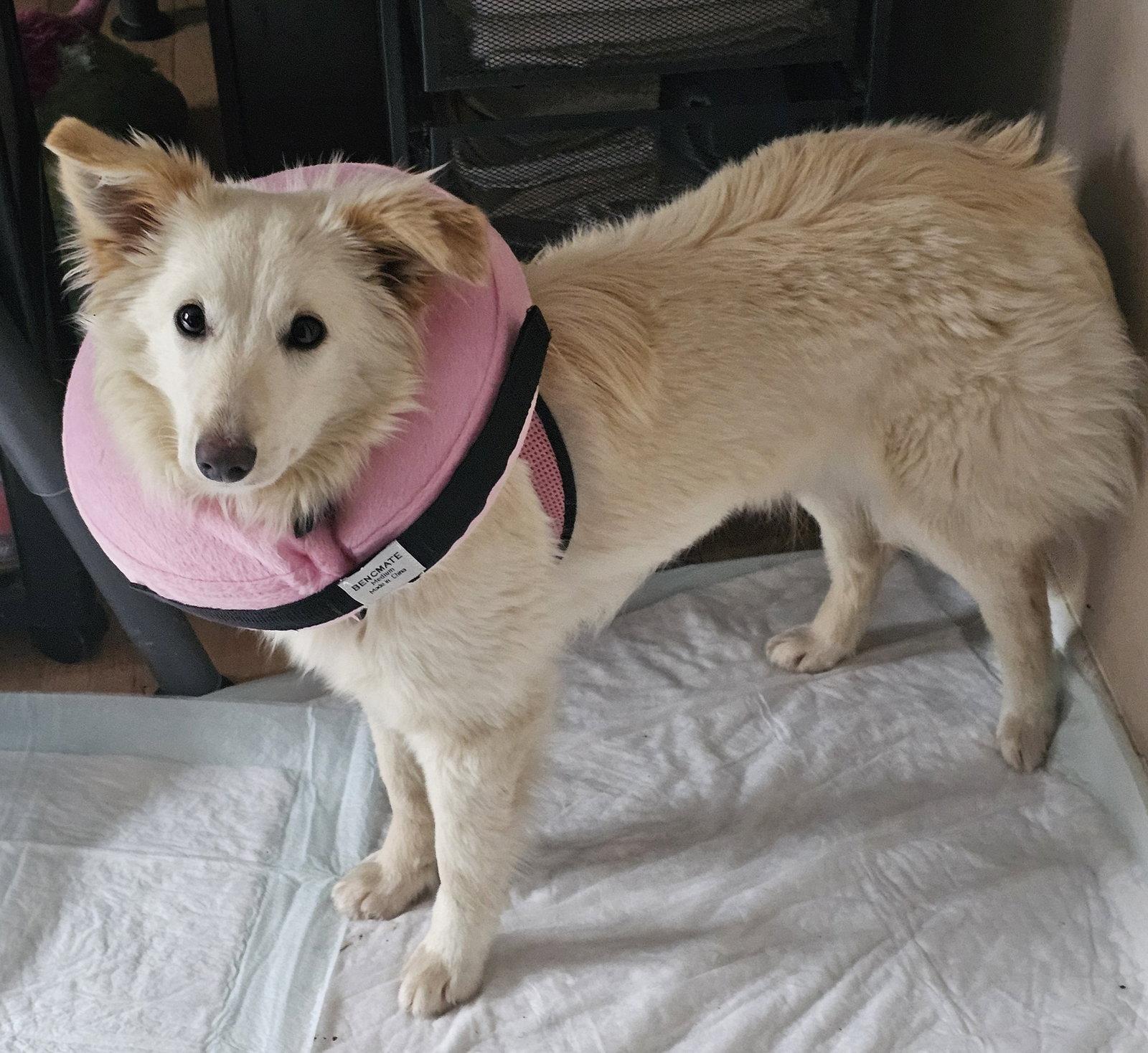 Enlarge SOFIA, a Adoptable mixed breed in Jackson, NJ image 2/2