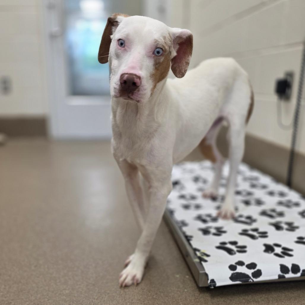 Hilton Head, a Adoptable mixed breed in Chatham, VA image 1/3