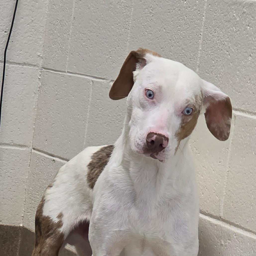 Hilton Head, a Adoptable mixed breed in Chatham, VA image 2/3