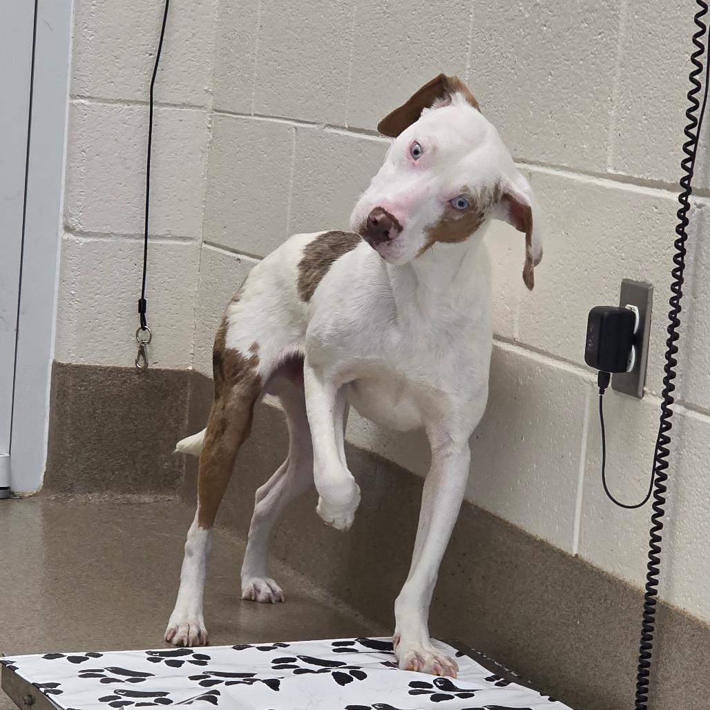 Hilton Head, a Adoptable mixed breed in Chatham, VA image 3/3