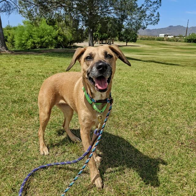 JUNE*, Adoptable, Adult Female Black Mouth Cur & Mixed Breed.