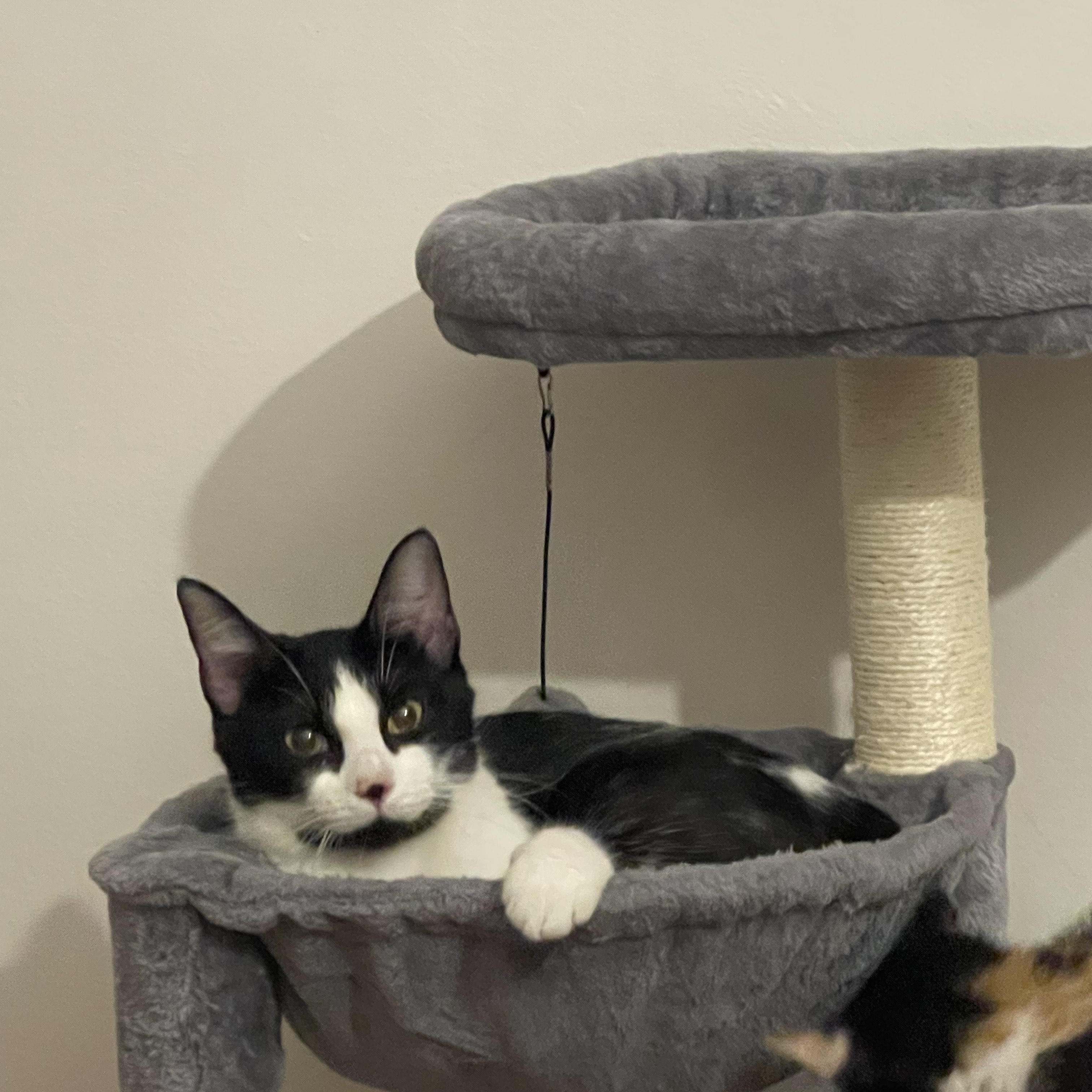 Enlarge Pami, a Adoptable Domestic Short Hair in Minneapolis, MN image 2/3