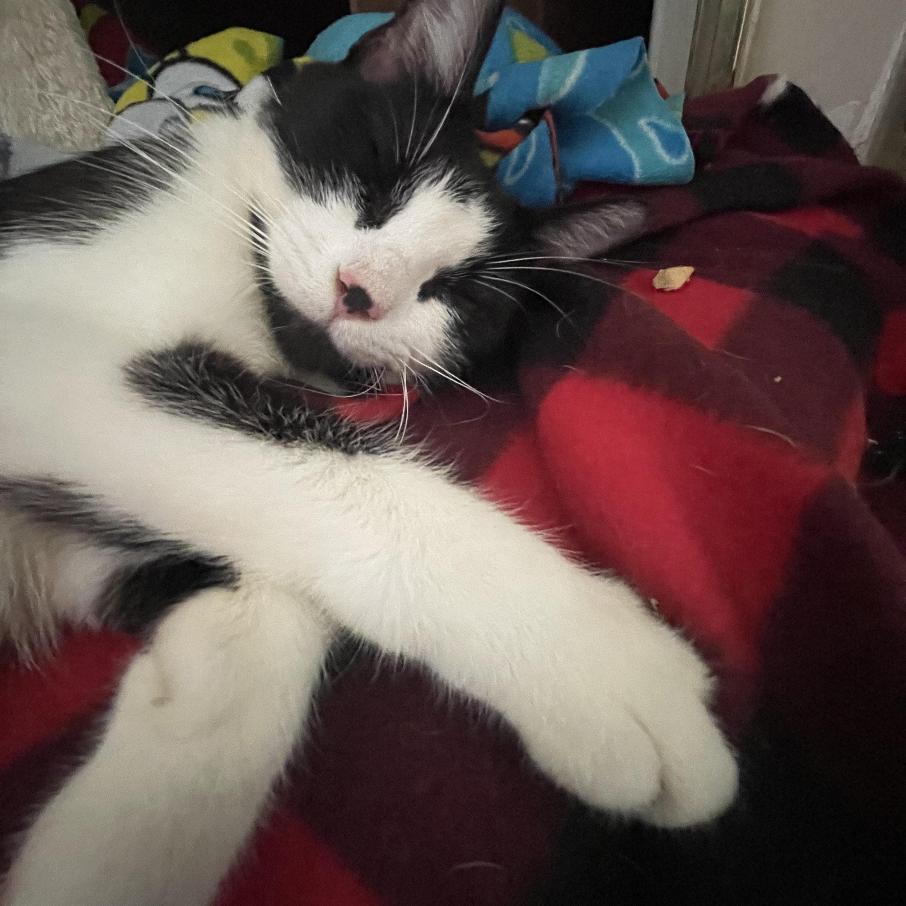 Enlarge Pami, a Adoptable Domestic Short Hair in Minneapolis, MN image 3/3