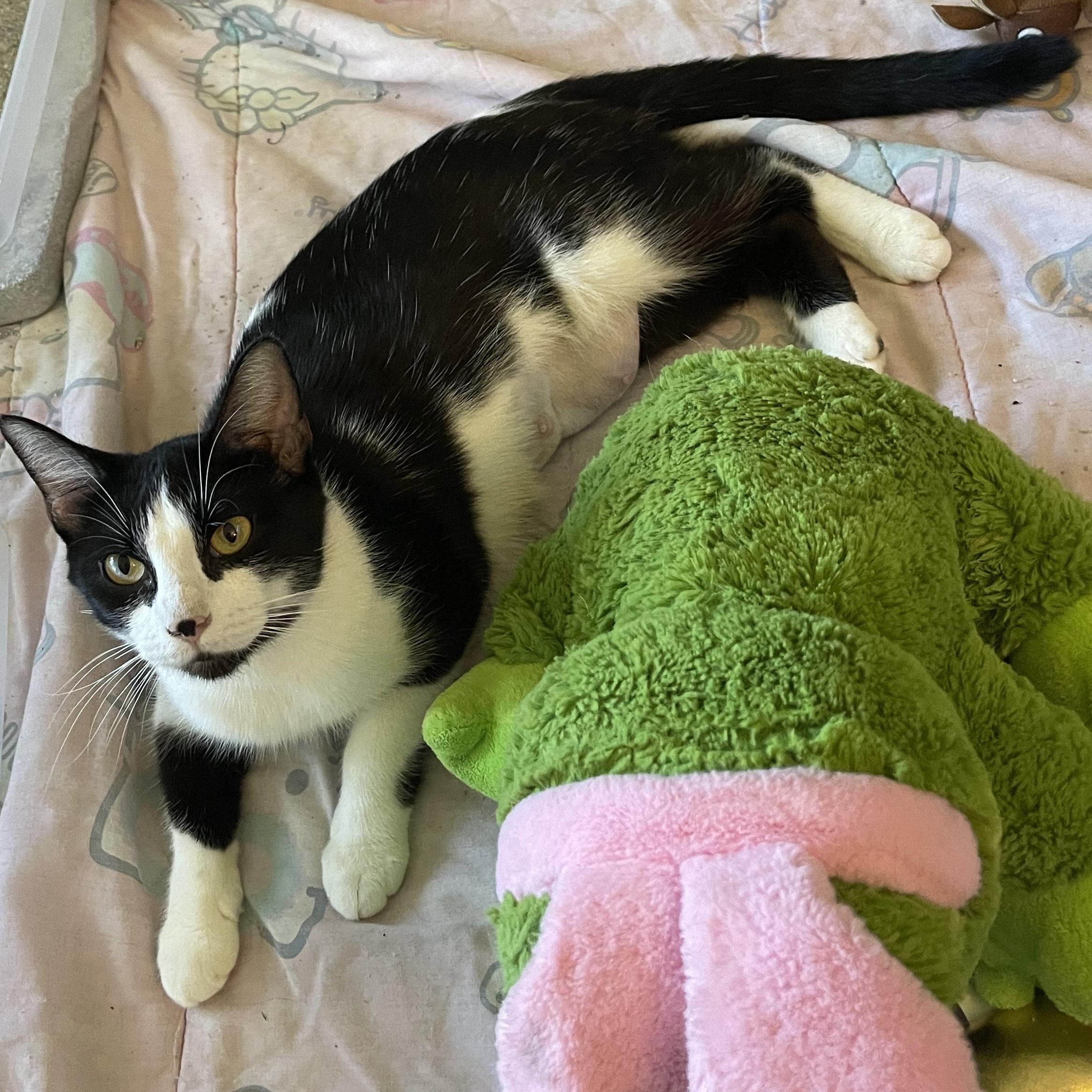 Enlarge Pami, a Adoptable Domestic Short Hair in Minneapolis, MN image 1/3