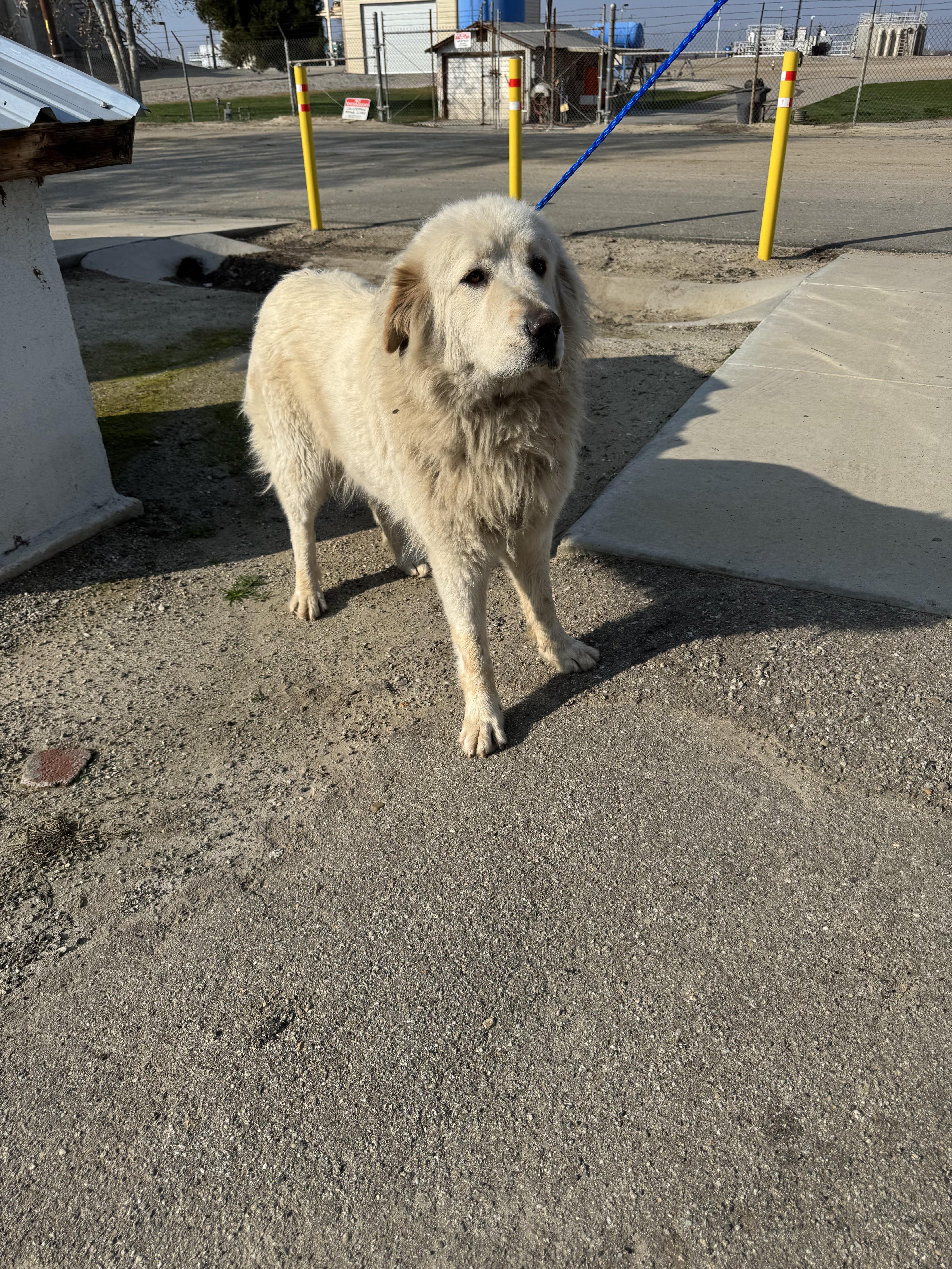 LOLA (AVAILABLE 2/11/2026), ADOPTABLE, Adult Female Great Pyrenees.