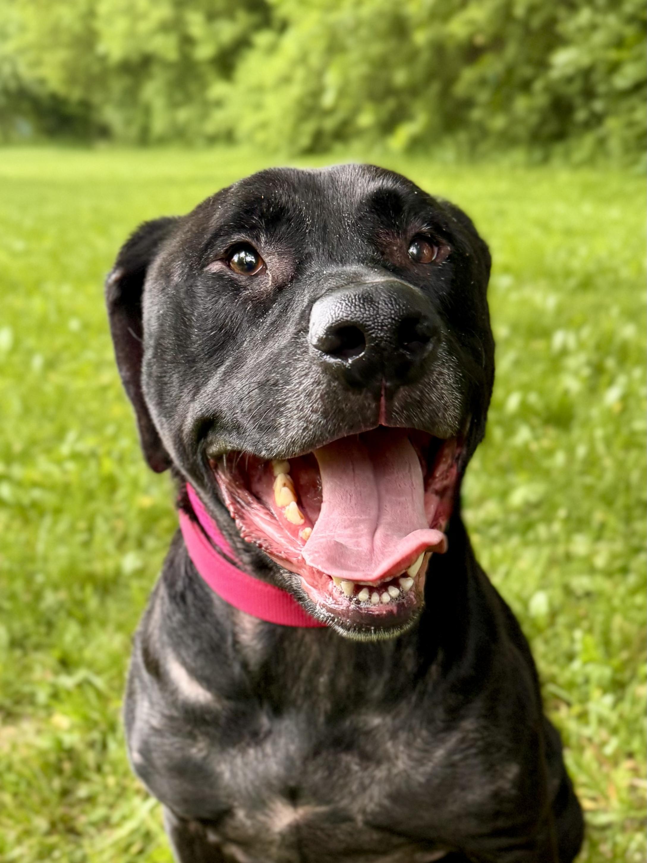 Harley, ADOPTABLE, Adult Female Black Labrador Retriever.