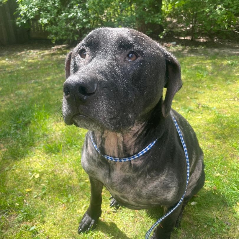 Harley Courtesy Listed, a ADOPTABLE mixed breed in Midland, MI image 2/3