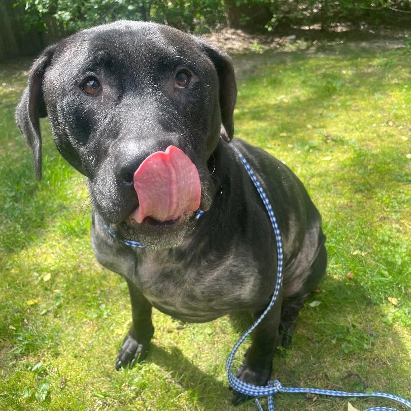 Harley Courtesy Listed, a ADOPTABLE mixed breed in Midland, MI image 3/3