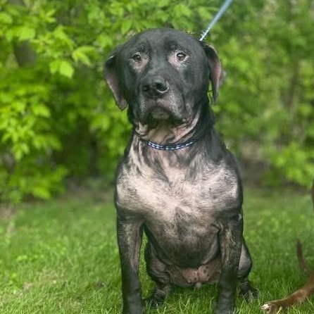Harley Courtesy Listed, a ADOPTABLE mixed breed in Midland, MI image 1/3
