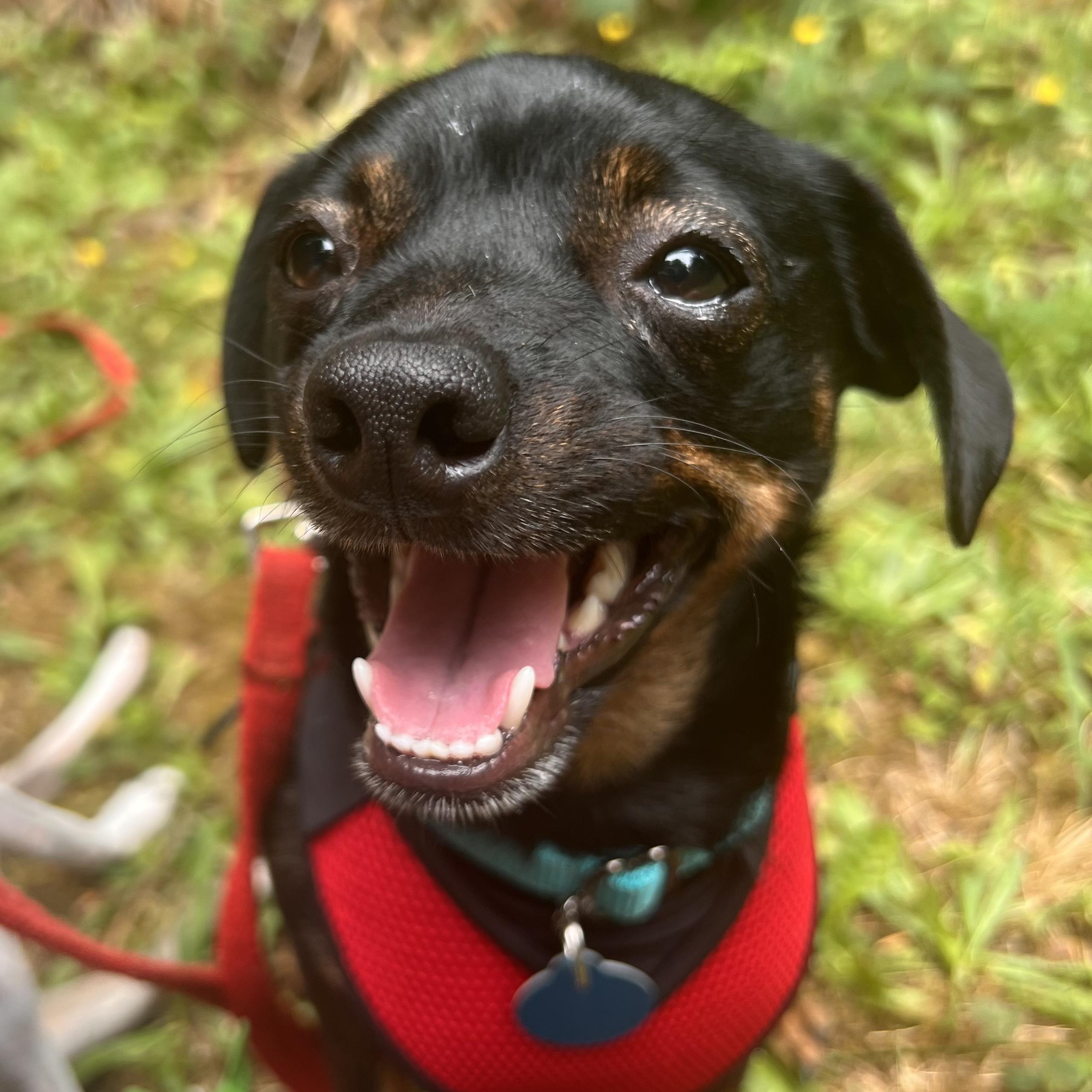 Angel-Local, easygoing, snuggly, playful pup!, an adoptable Miniature Pinscher, Dachshund in Cascadia, OR, 97329 | Photo Image 1