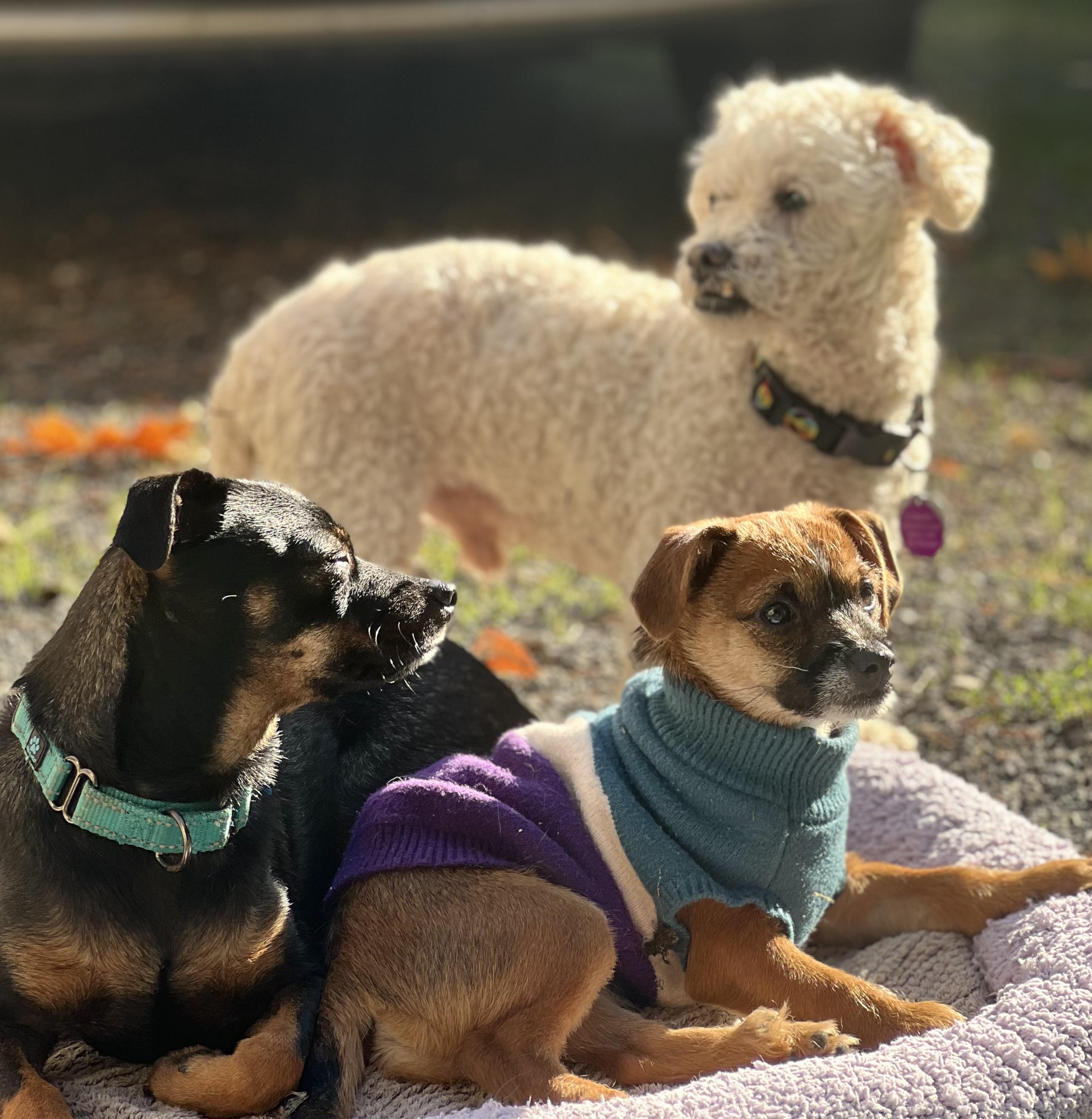 Angel-Local, easygoing, snuggly, playful pup!, an adoptable Miniature Pinscher, Dachshund in Cascadia, OR, 97329 | Photo Image 5