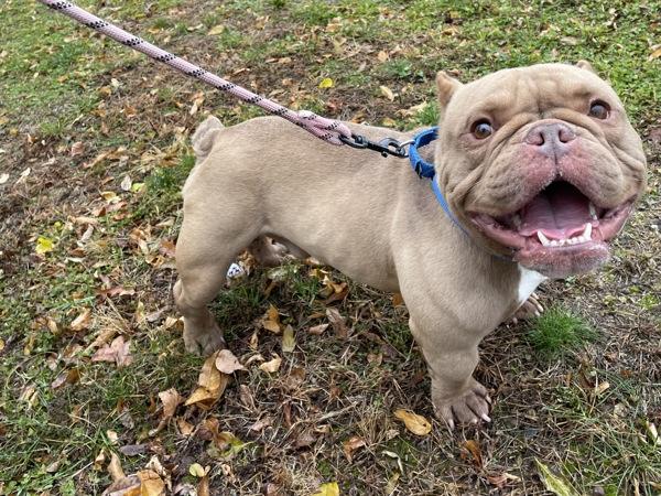Tofurkey, Adoptable, Adult Male French Bulldog & English Bulldog.