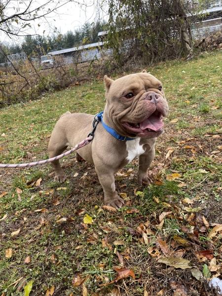 Tofurkey, a Adoptable mixed breed image 2/6