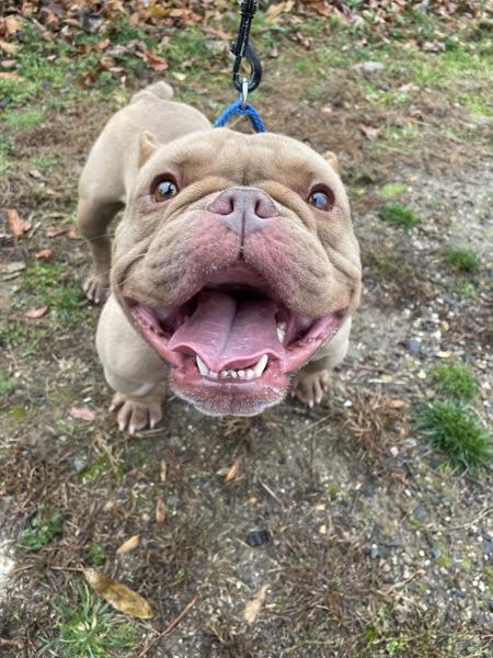 Tofurkey, a Adoptable mixed breed image 3/6