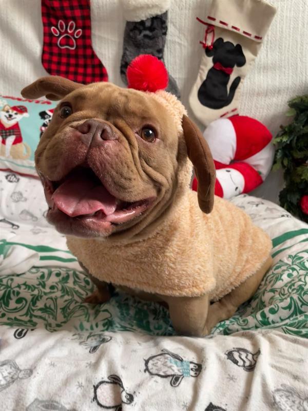 Tofurkey, a Adoptable mixed breed image 4/6