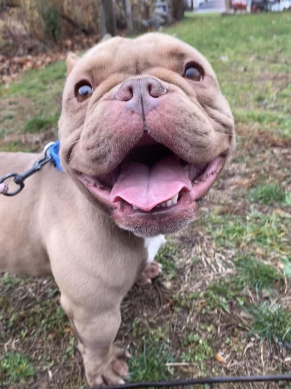 Tofurkey thumbnail 5