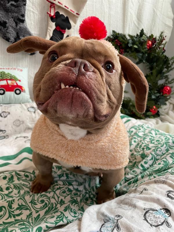 Tofurkey, a Adoptable mixed breed image 6/6