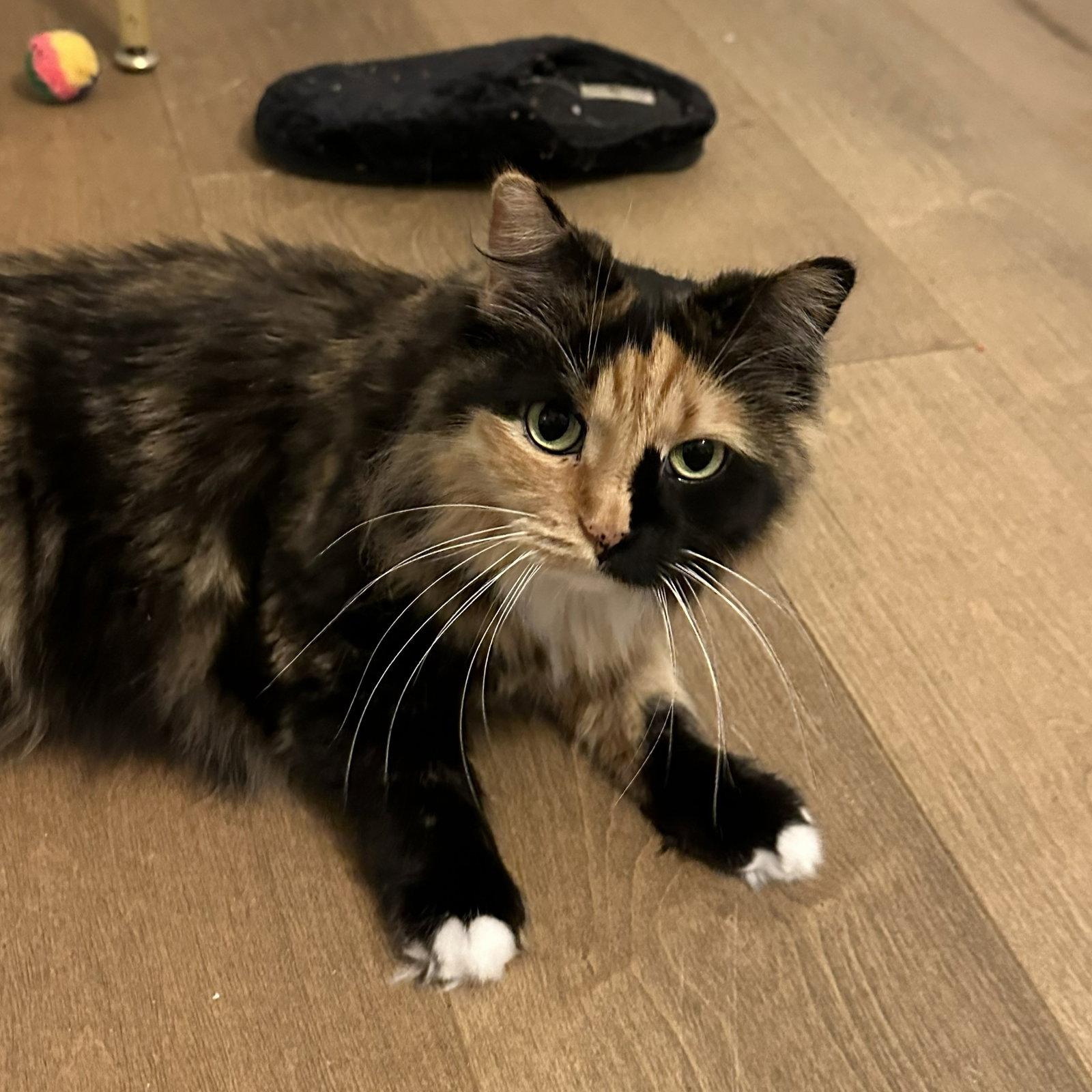 Enlarge Bootsy 2 years female AVAILABLE 5/21, a Adoptable Domestic Medium Hair in Sterling, MA image 1/1