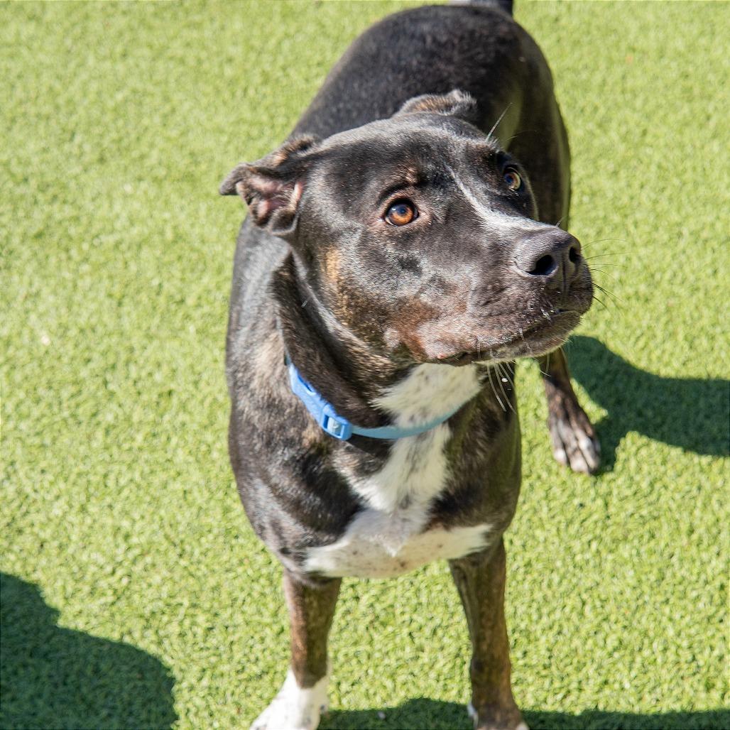 Dude, a Adoptable mixed breed in Gainesville, GA image 2/3