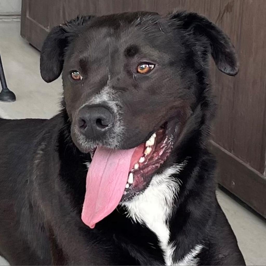 Freddie, a Adoptable mixed breed in Bulverde, TX image 5/5