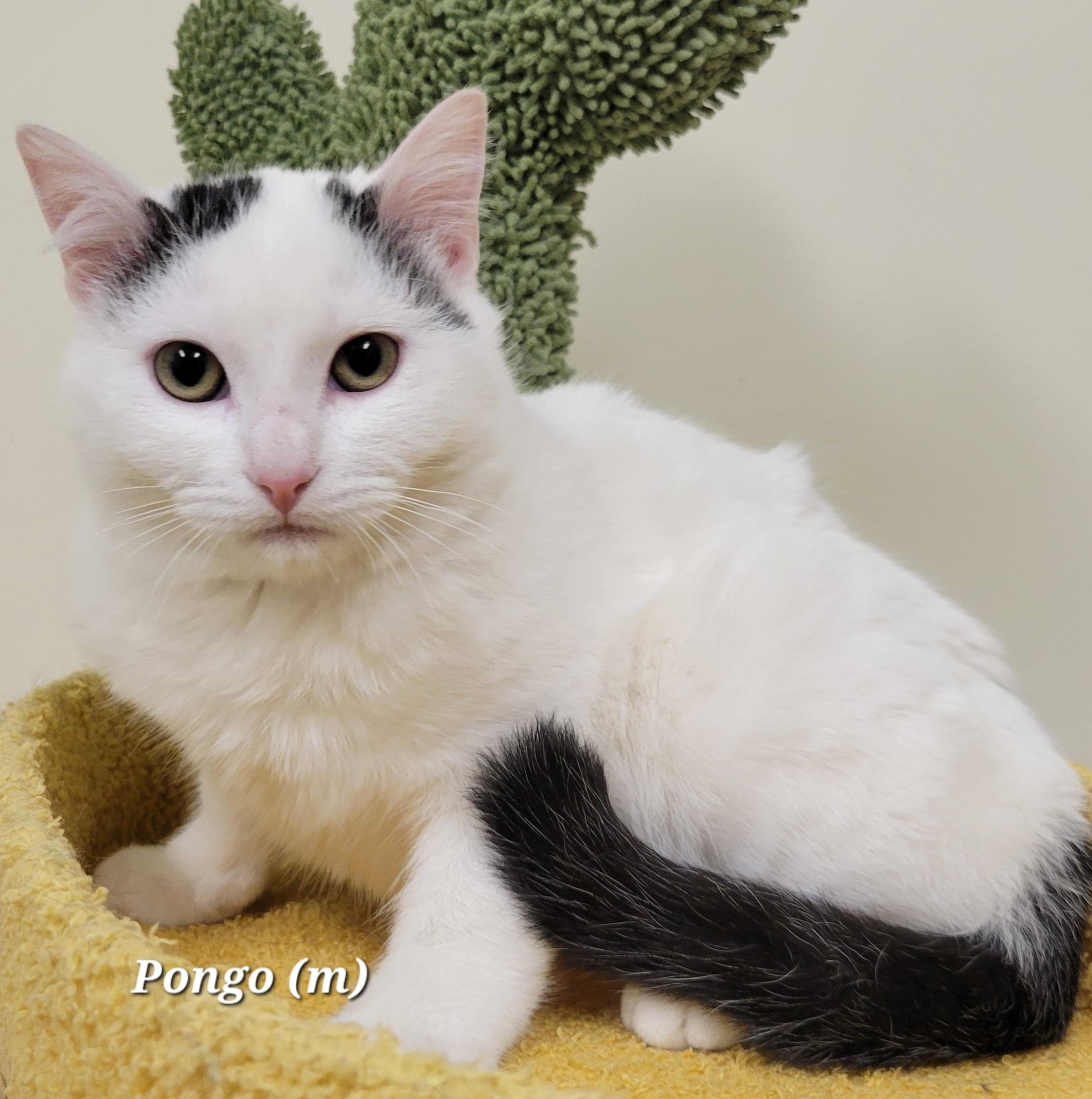 Pongo