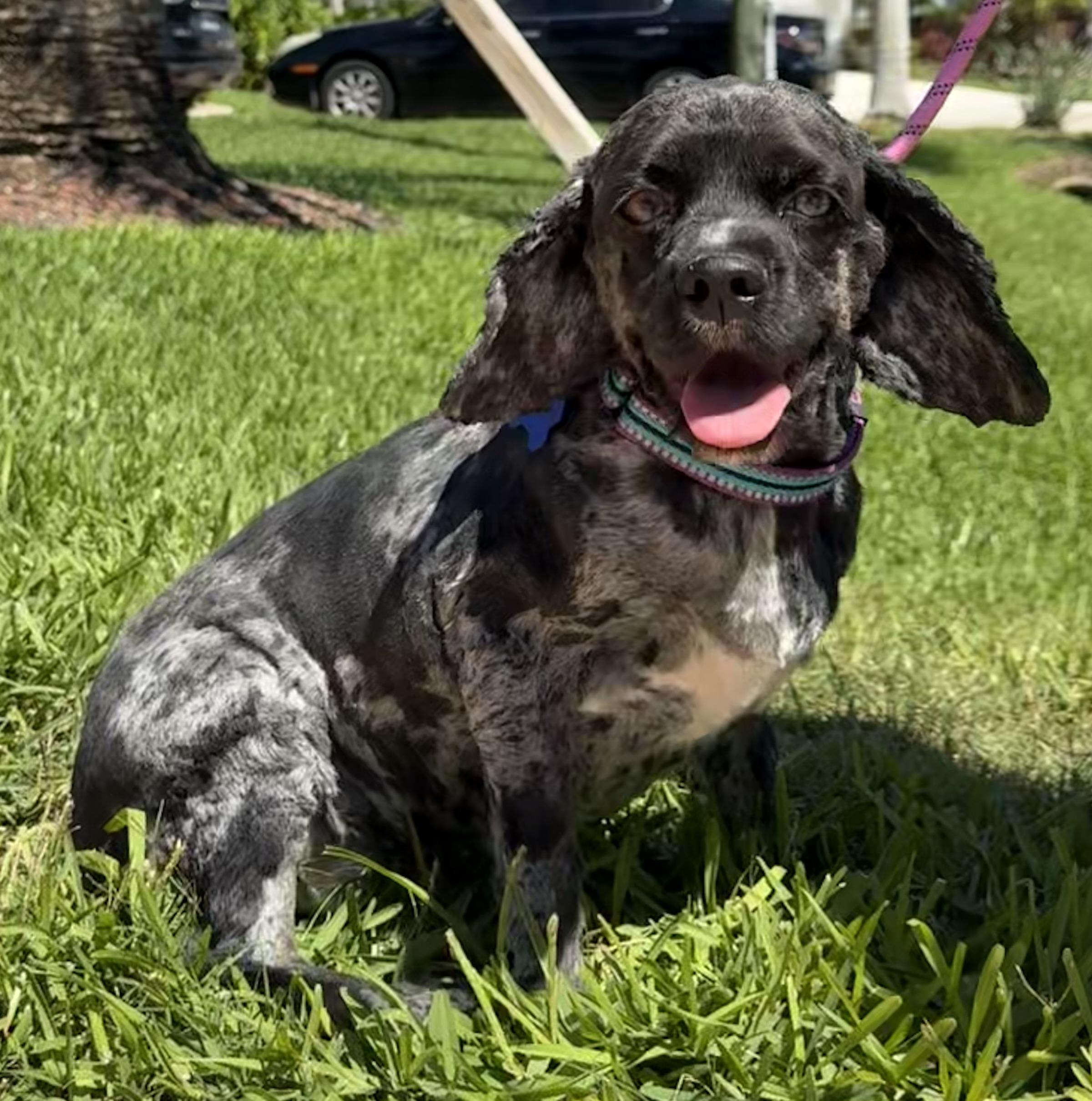 Enlarge Brandi, a Adoptable Cocker Spaniel in Cape Coral, FL image 1/1