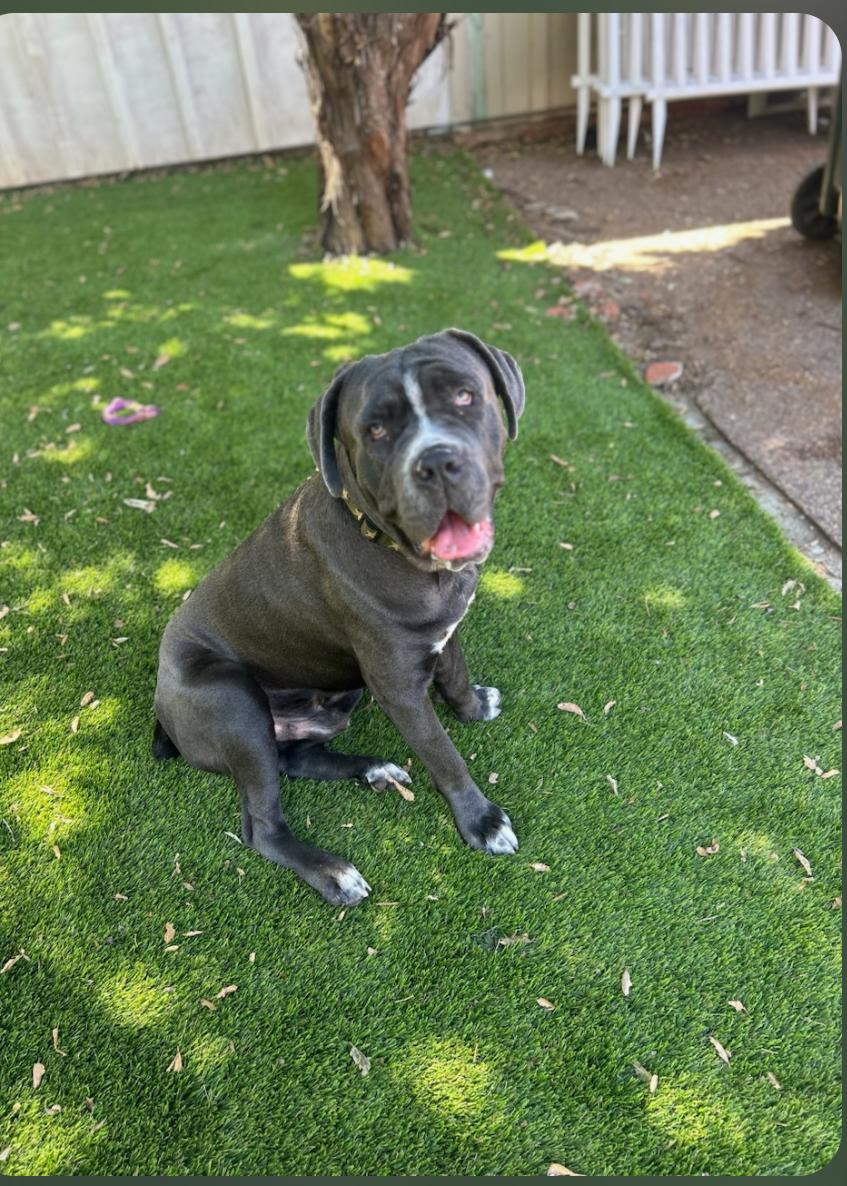 Enlarge Brody "Facilitated Adoption", a Adoptable American Staffordshire Terrier in San Diego, CA image 1/3