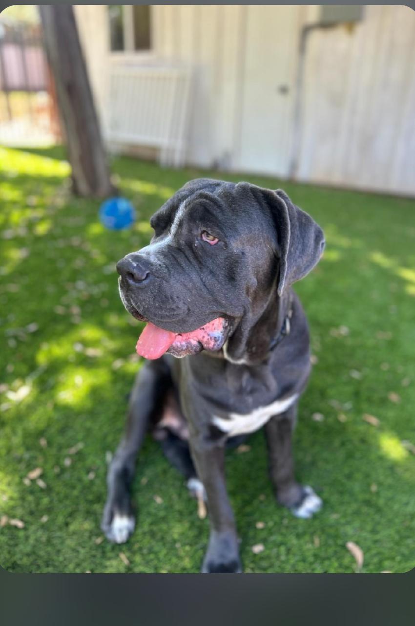 Enlarge Brody "Facilitated Adoption", a Adoptable American Staffordshire Terrier in San Diego, CA image 3/3