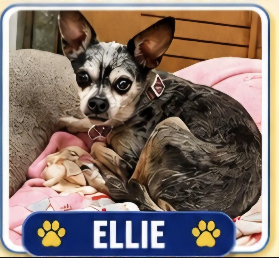 Ellie, ADOPTABLE, Adult Female Chihuahua.