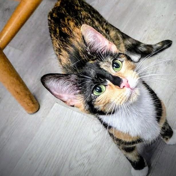 Enlarge Gloriana, a Adoptable Domestic Short Hair in Greensburg, PA image 1/3