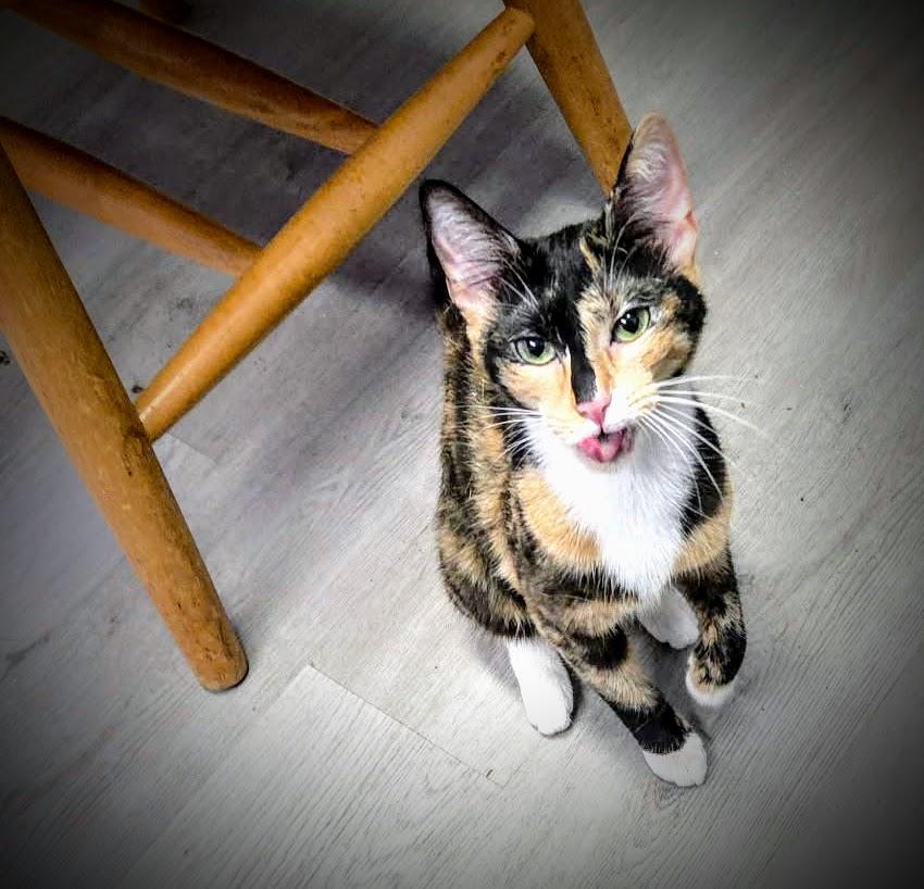 Enlarge Gloriana, a Adoptable Domestic Short Hair in Greensburg, PA image 2/3