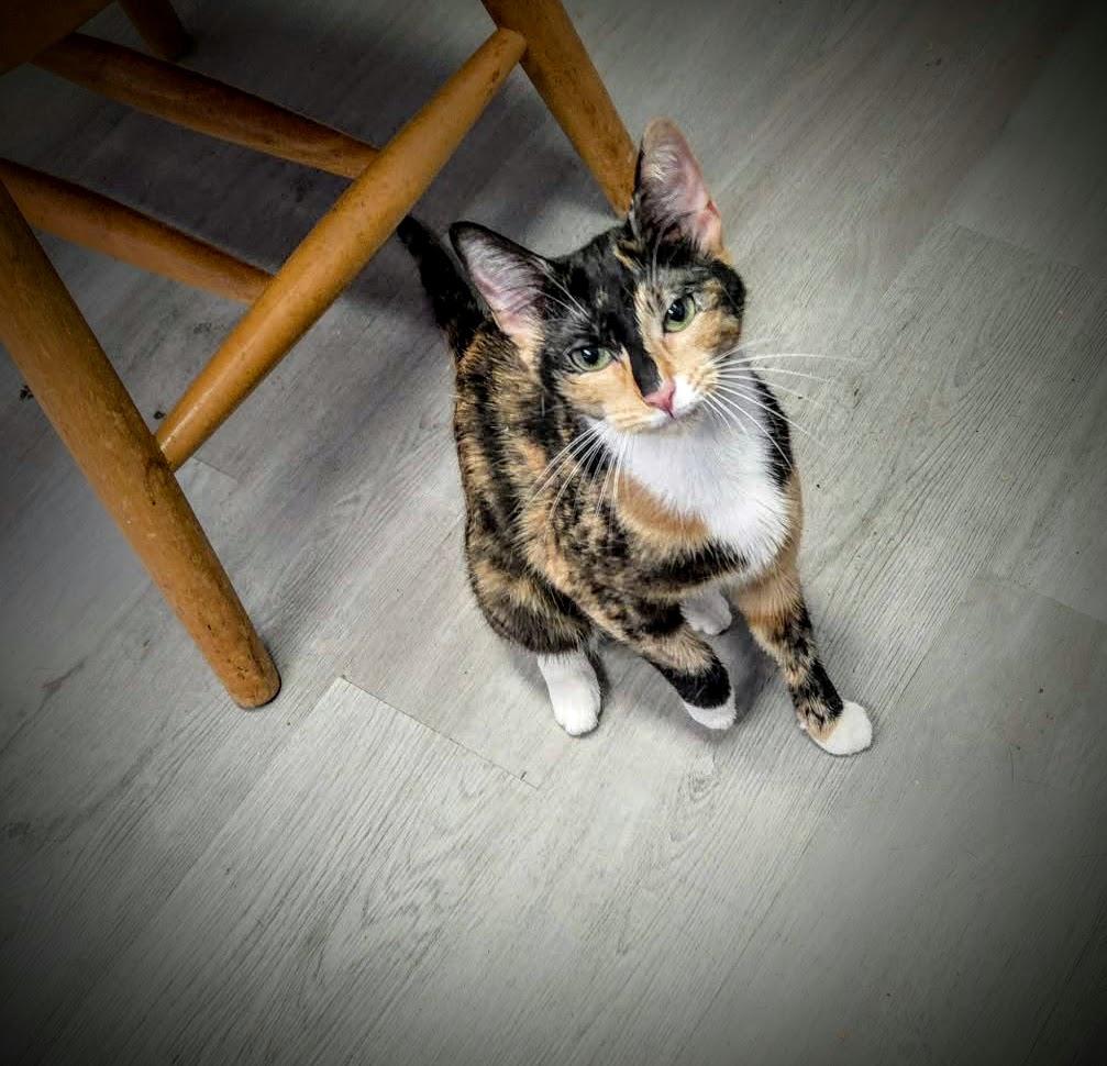 Enlarge Gloriana, a Adoptable Domestic Short Hair in Greensburg, PA image 3/3