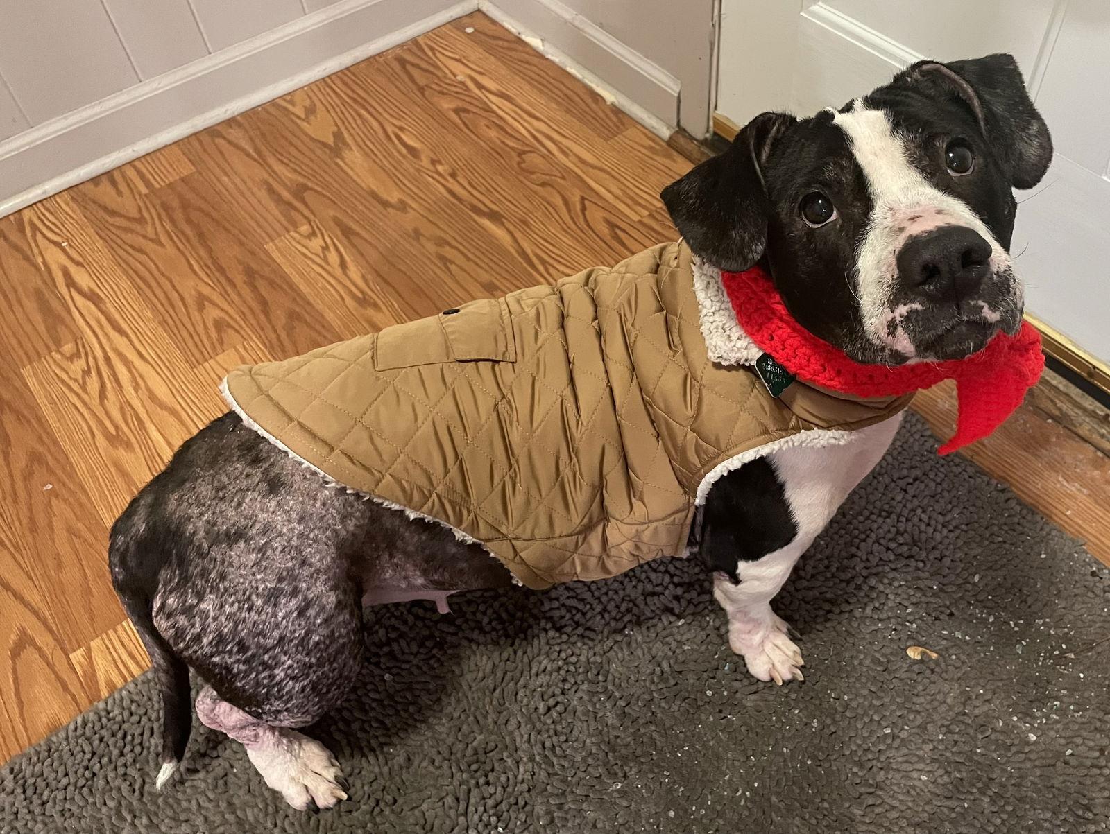 Cally *COOLEST LOOKIN' GIRL ON THE BLOCK*, Adoptable, Adult Female Basset Hound & Pit Bull Terrier.