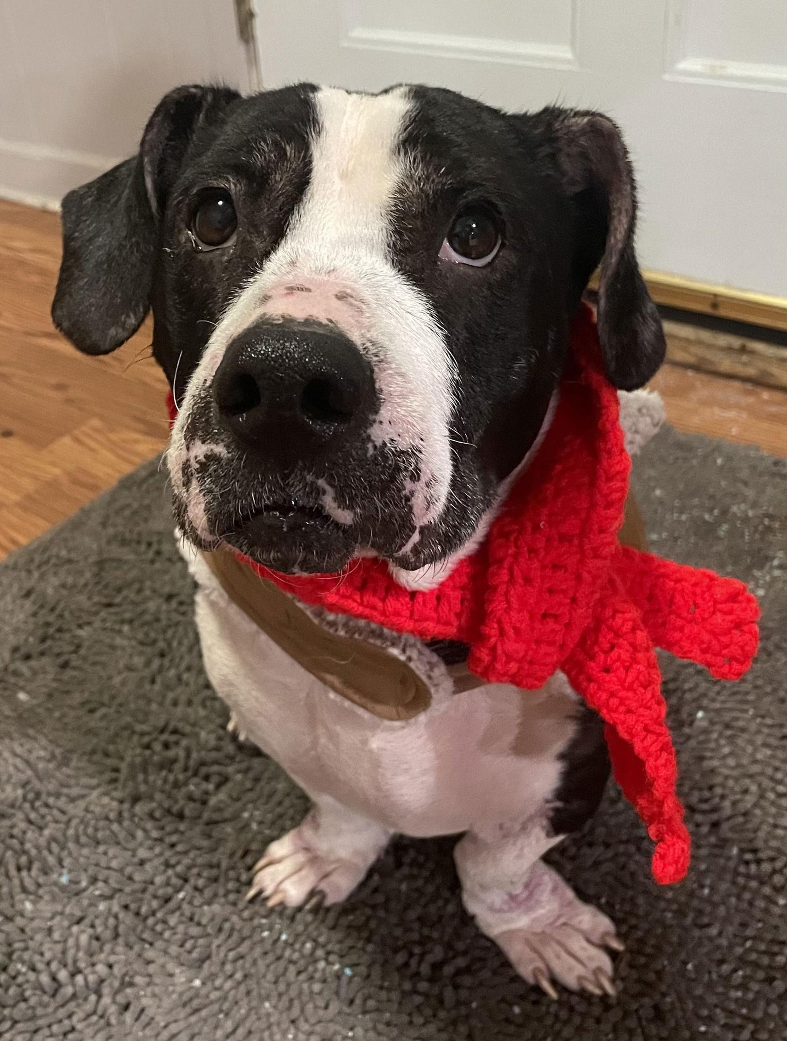 Enlarge Cally *COOLEST LOOKIN' GIRL ON THE BLOCK*, a Adoptable mixed breed in Oxford, MI image 3/3