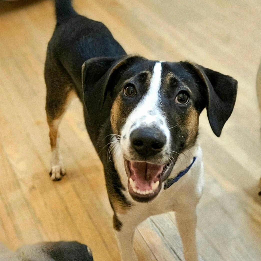 Enlarge Stanley(REDUCED FEE!), a ADOPTABLE mixed breed in Chicago, IL image 2/6