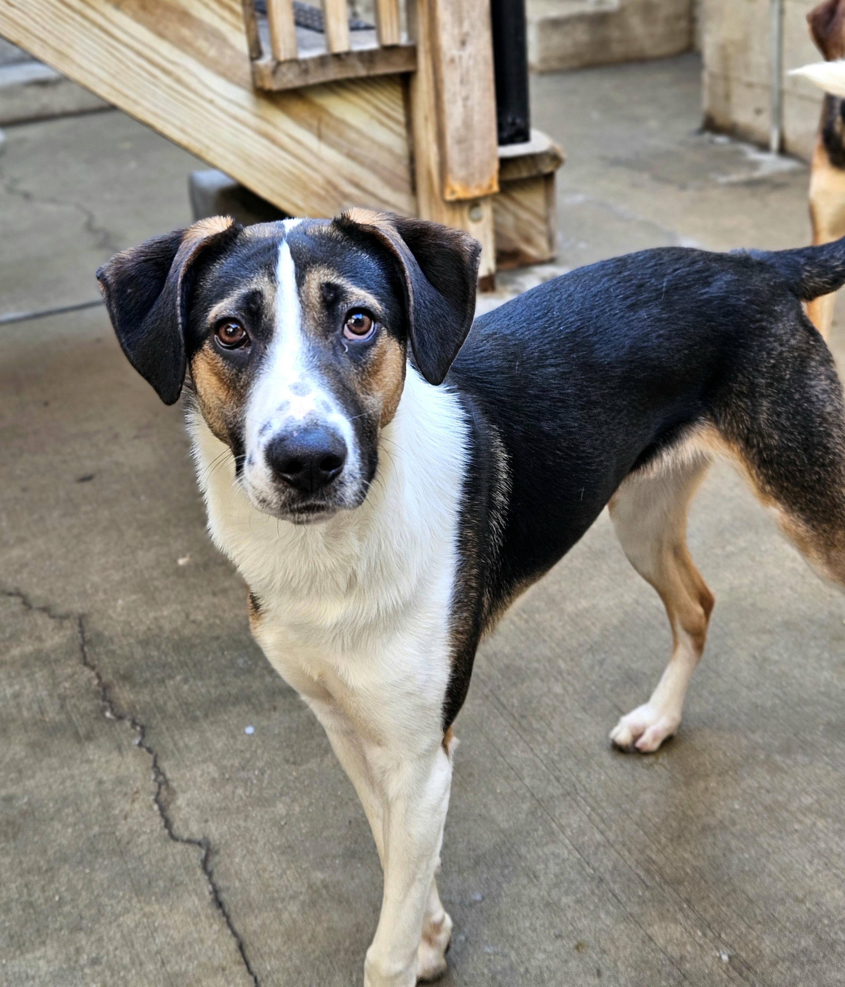 Enlarge Stanley(REDUCED FEE!), a ADOPTABLE mixed breed in Chicago, IL image 4/6