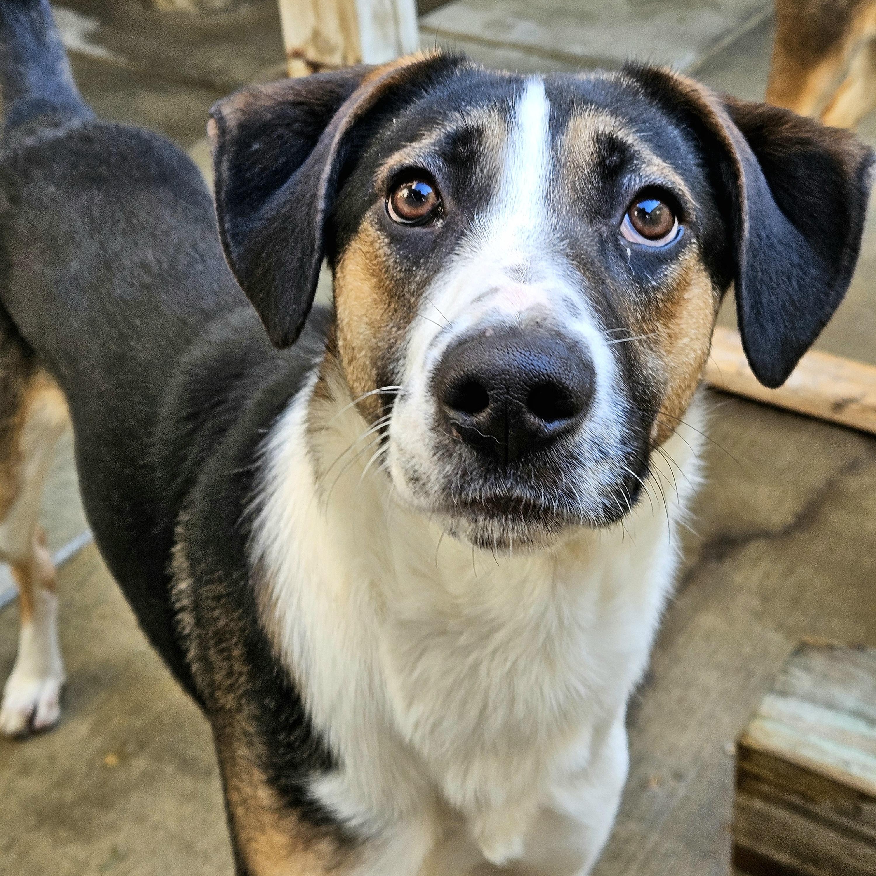 Enlarge Stanley(REDUCED FEE!), a ADOPTABLE mixed breed in Chicago, IL image 1/6