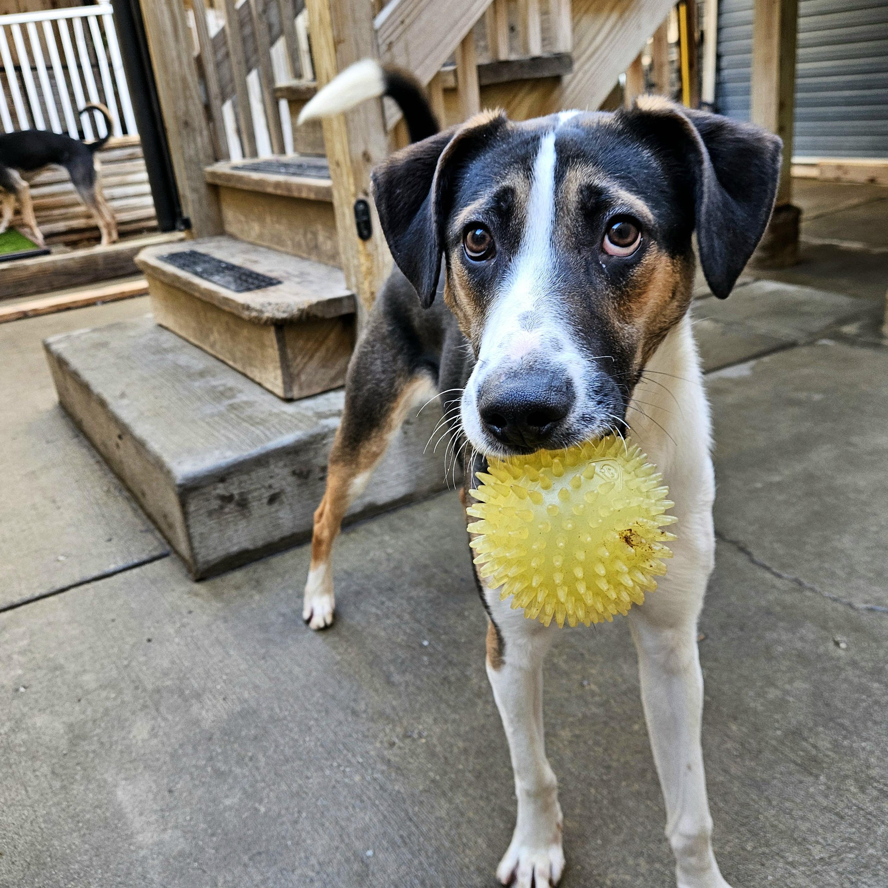 Enlarge Stanley(REDUCED FEE!), a ADOPTABLE mixed breed in Chicago, IL image 3/6