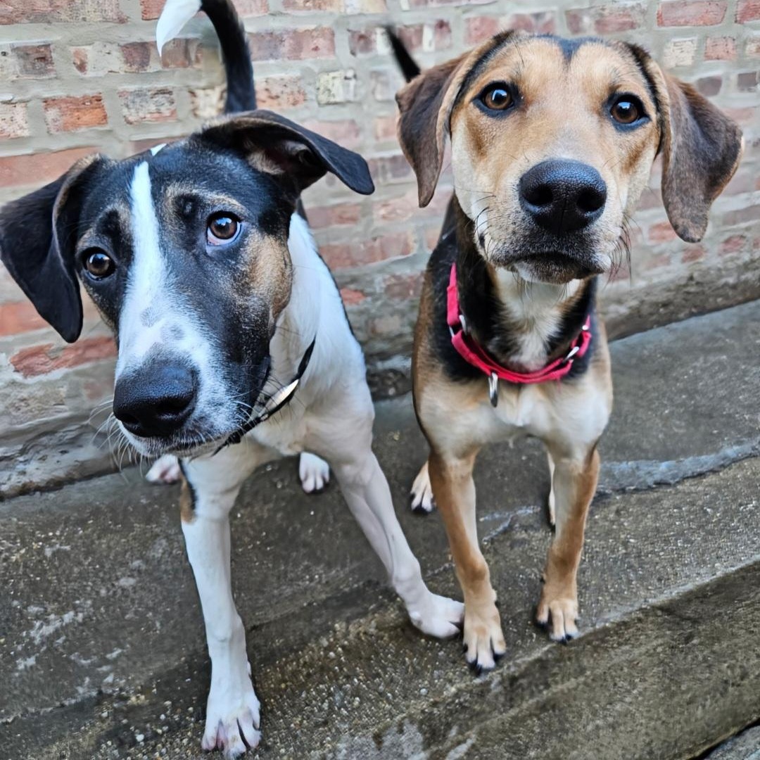 Enlarge Stanley(REDUCED FEE!), a ADOPTABLE mixed breed in Chicago, IL image 6/6