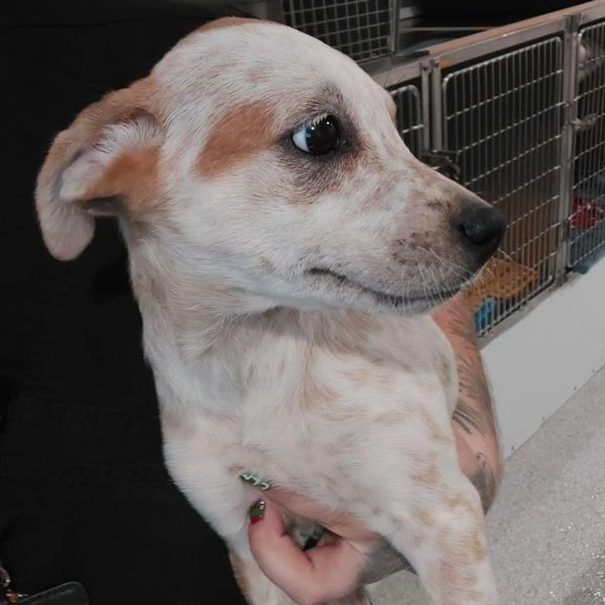 Sadie, Adoptable, Young Female Cattle Dog & Mixed Breed.