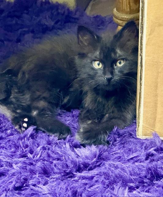 Coco Chanel "Mademoiselle" Bonded with Mr. P, a Adoptable Domestic Medium Hair in Fort Worth, TX image 2/4