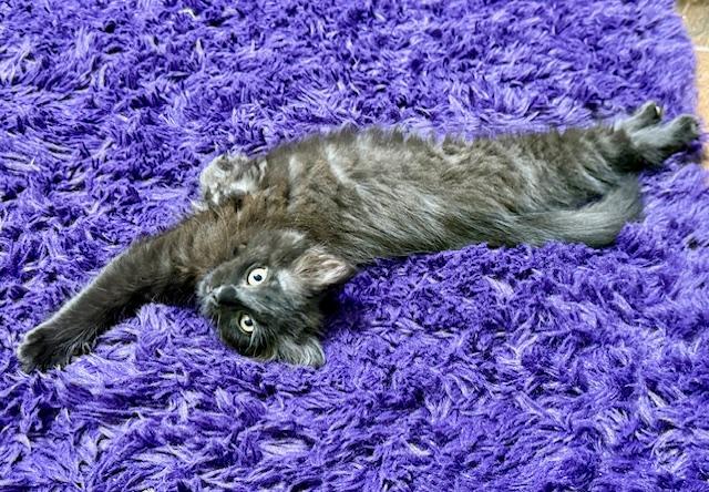 Coco Chanel "Mademoiselle" Bonded with Mr. P, a Adoptable Domestic Medium Hair in Fort Worth, TX image 4/4