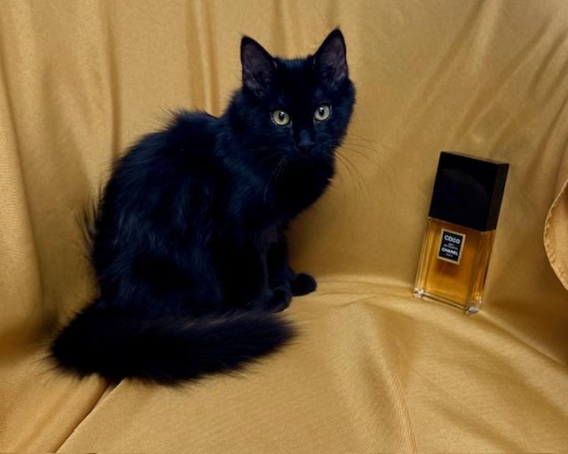 Coco Chanel "Mademoiselle" Bonded with Mr. P, a Adoptable Domestic Medium Hair in Fort Worth, TX image 3/4